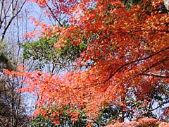 石神井公園の紅葉